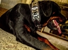 Picture of Bestia Kennel Dog Collar